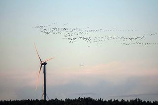 Hladík chce zvrátit německé povolení větrných elektráren v blízkosti CHKO Český les - Ekolist.cz